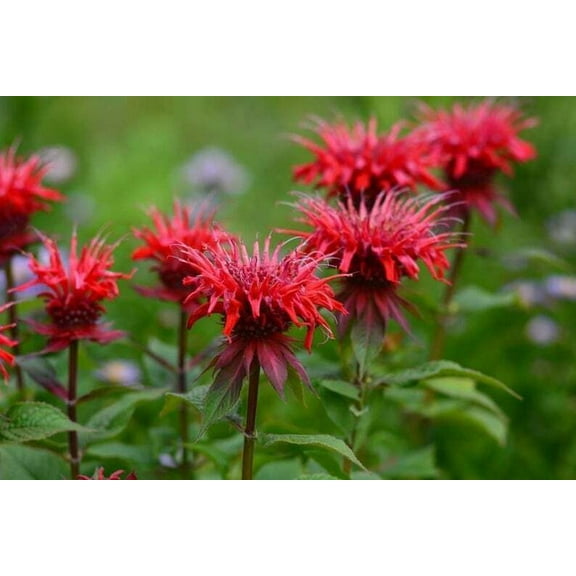 Red Bee Balm Seeds (100 Pack) – Monarda Perennial Flower Seeds for Planting Outdoors, Red Pollinator Flowers for Garden Beds, Borders & Wildflower Gardens