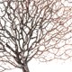 thumbnail image 3 of Rama de coral artificial con forma de pavo real, planta artificial, artesanía, decoración elegante para el hogar 01 café, 3 of 9