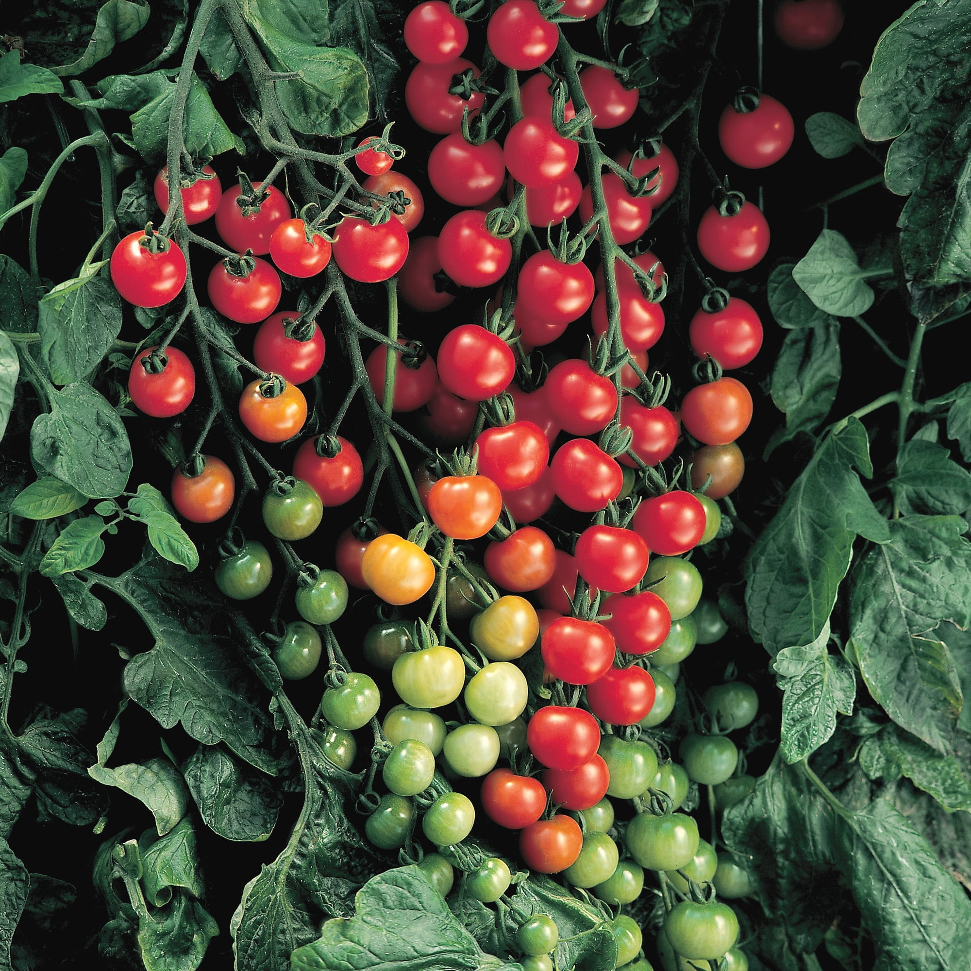 Super Sweet 100 Tomato Plant | 3 Garden Vegetable Starts in 4in. Grow Pots; Full Sun | Altman Plants