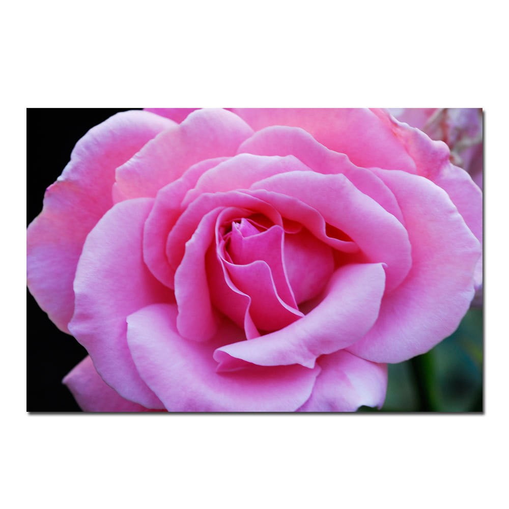 Trademark Art "Pink and Beautiful II" Canvas Art by Kurt Shaffer, 16x24