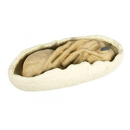 Life Cycle Egg Safari Ltd Safariology Collection - Life Cycle of an Ant - Includes Egg, Larvae, Pupa, and Worker Ant Replica -Educational Hand Painted Figurines - Quality Construction from Safe and BPA Free Material ()