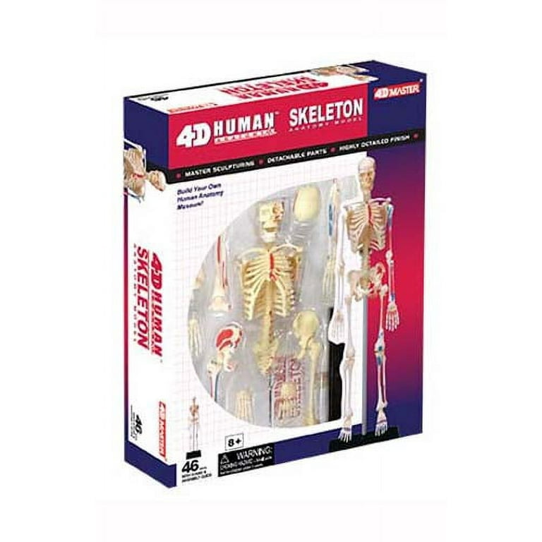 人体模型 4D MASTER HUMAN BODY 4D Master Human Anatomy Puzzle Model - Detailed Educational