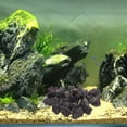 thumbnail image 2 of 1 paquete de rocas volcánicas para acuario, pequeñas piedras de lava natural para decoración de plantas en maceta., 2 of 7