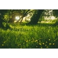 thumbnail image 1 of Telón de fondo Parque Escénico ABPHQTO 150x220cm Bosque Flores Hierba Tierra Rayo de sol, 1 of 2