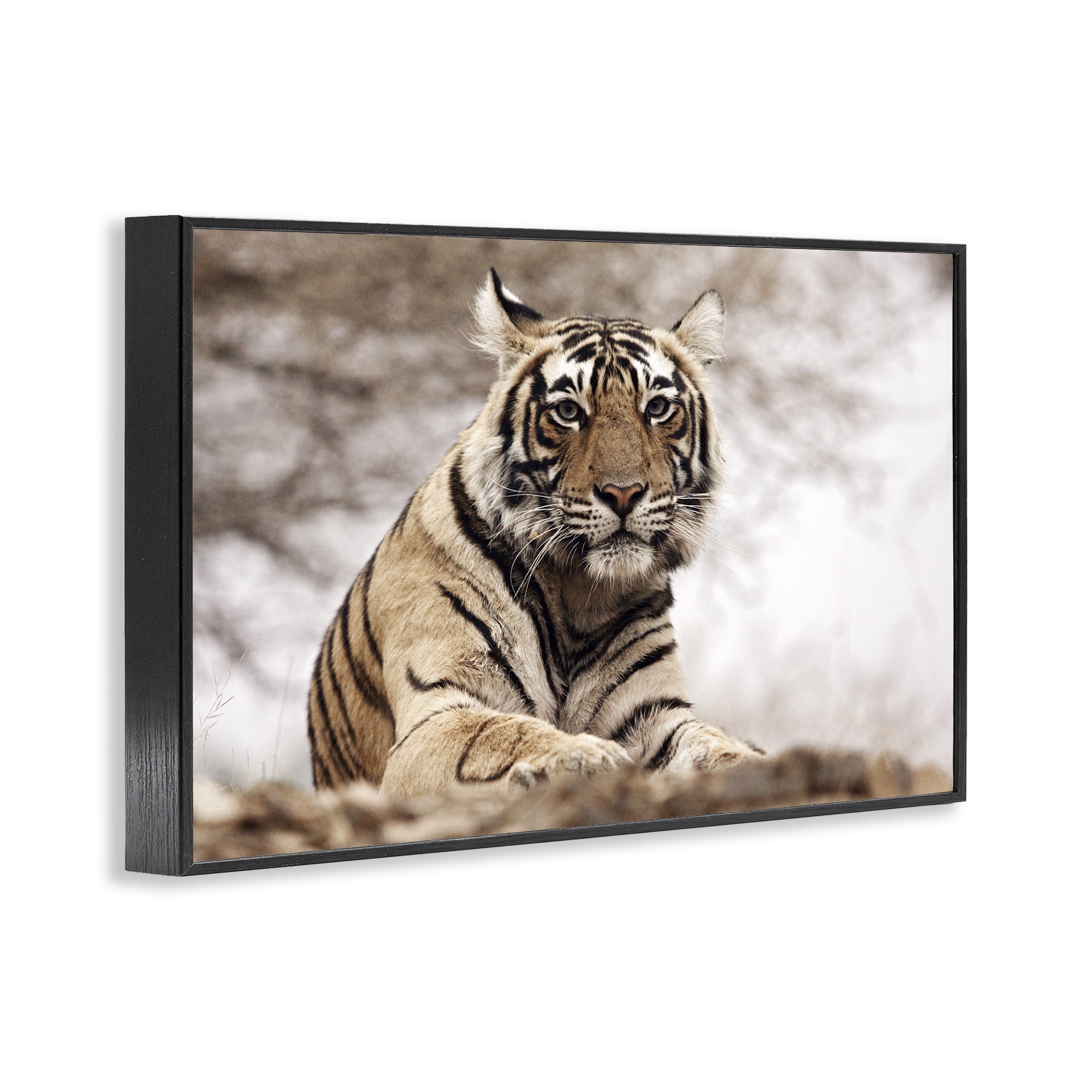 Stupell Industries Strong Tiger Atop Hill Animals & Insects Photography Black Framed Art Print Wall Art, 18 x 12