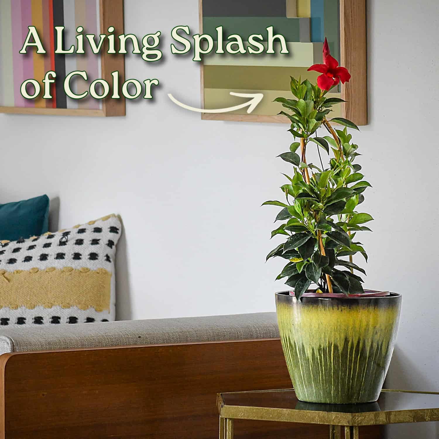 Tropical Plants of Florida 18" to 20" Pretty Red Dipladenia Flower Plant on a Starter Trellis; Live Plant