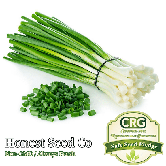 Honest Seed Evergreen White Bunching Onion Seeds, Non-GMO Heirloom Plant Seeds