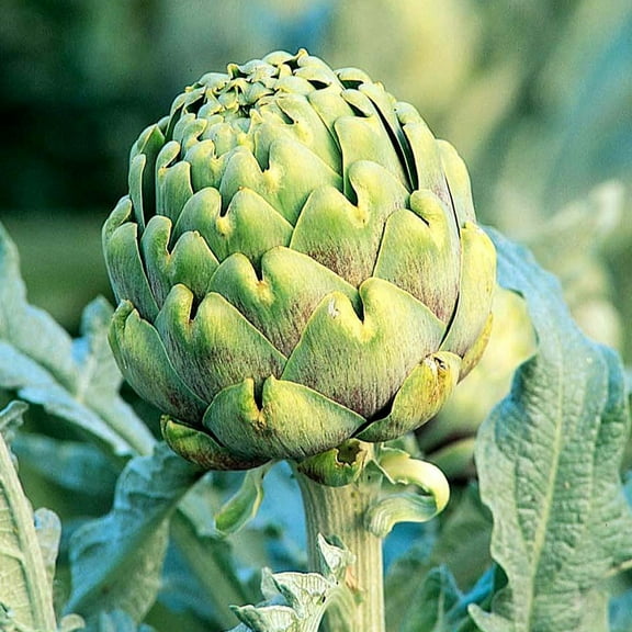TomorrowSeeds - Green Globe Artichoke Seeds - 30 Count - For 2025 Planting Cynara Scolymus Italian