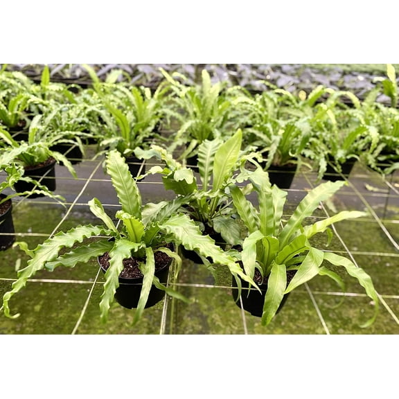 Birds Nest Fern Assortment - 3 Live Plants in 6 Inch Pots - Grower's Choice - Rare and Exotic Ferns from Florida - Beautiful Clean Air Indoor Outdoor Ferns