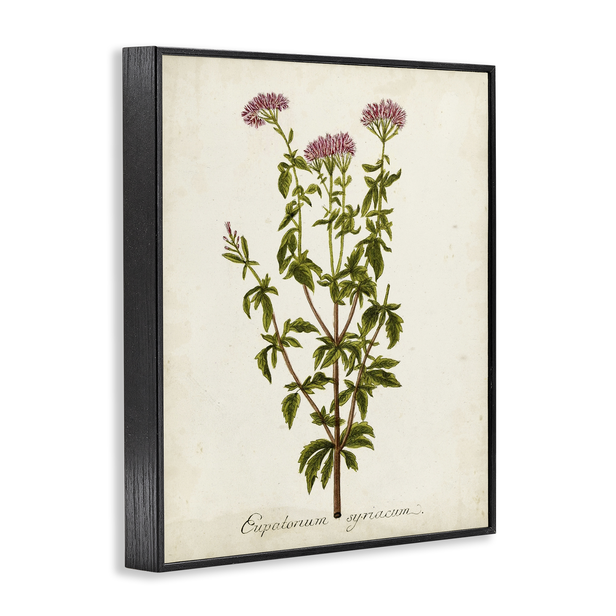 Stupell Industries Scientific Flower Study Botanical & Floral Painting Black Framed Art Print Wall Art, 16 x 20