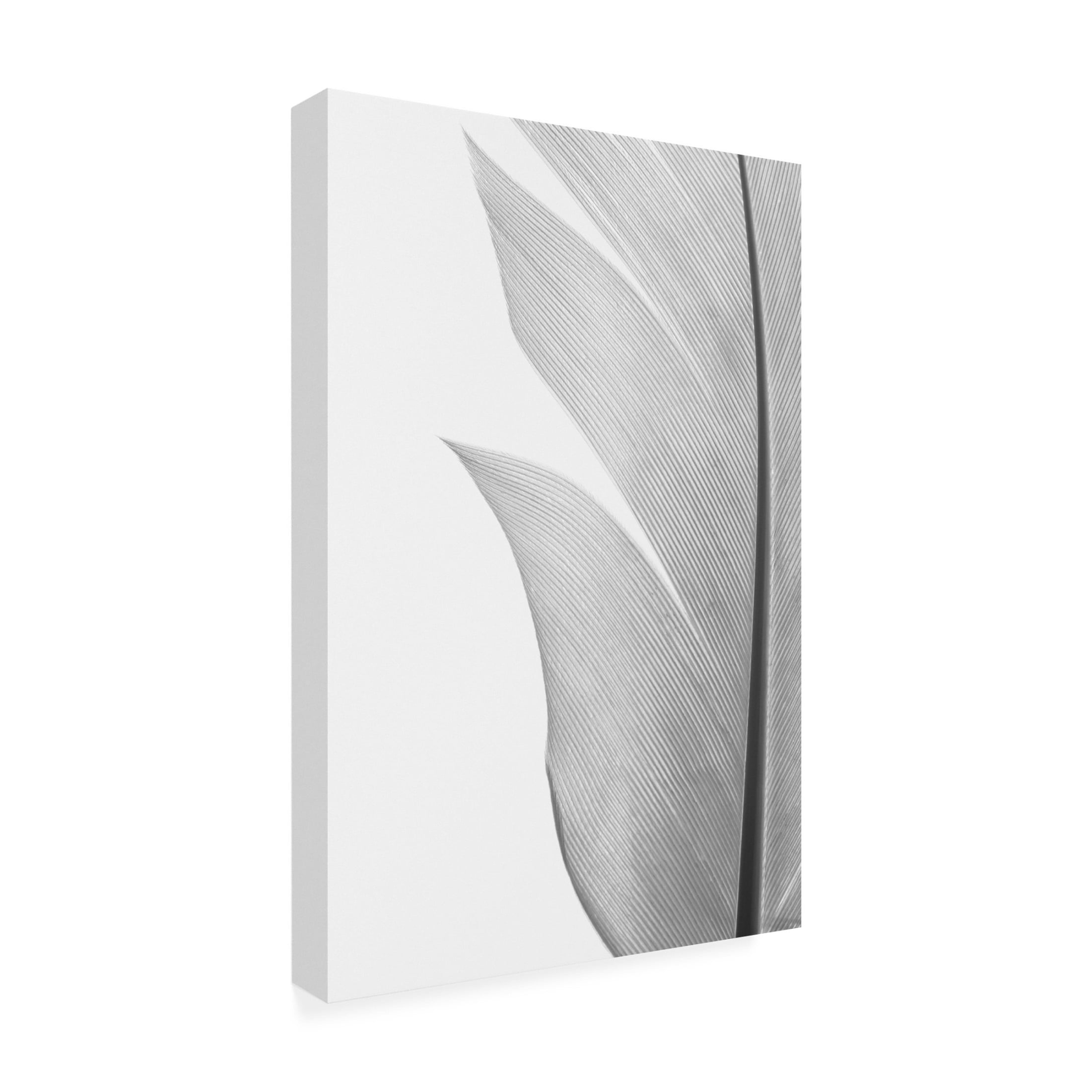 Trademark Fine Art Pictufy Studio Feather Canvas Wall Art