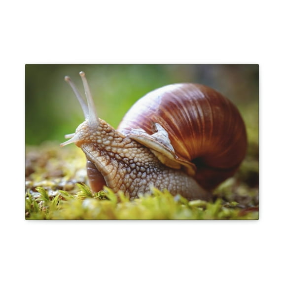 Majestic Snails Art Majestic Snails Print Animal Wall Art Wildlife Canvas Prints Wall Art Ready to Hang Unframed