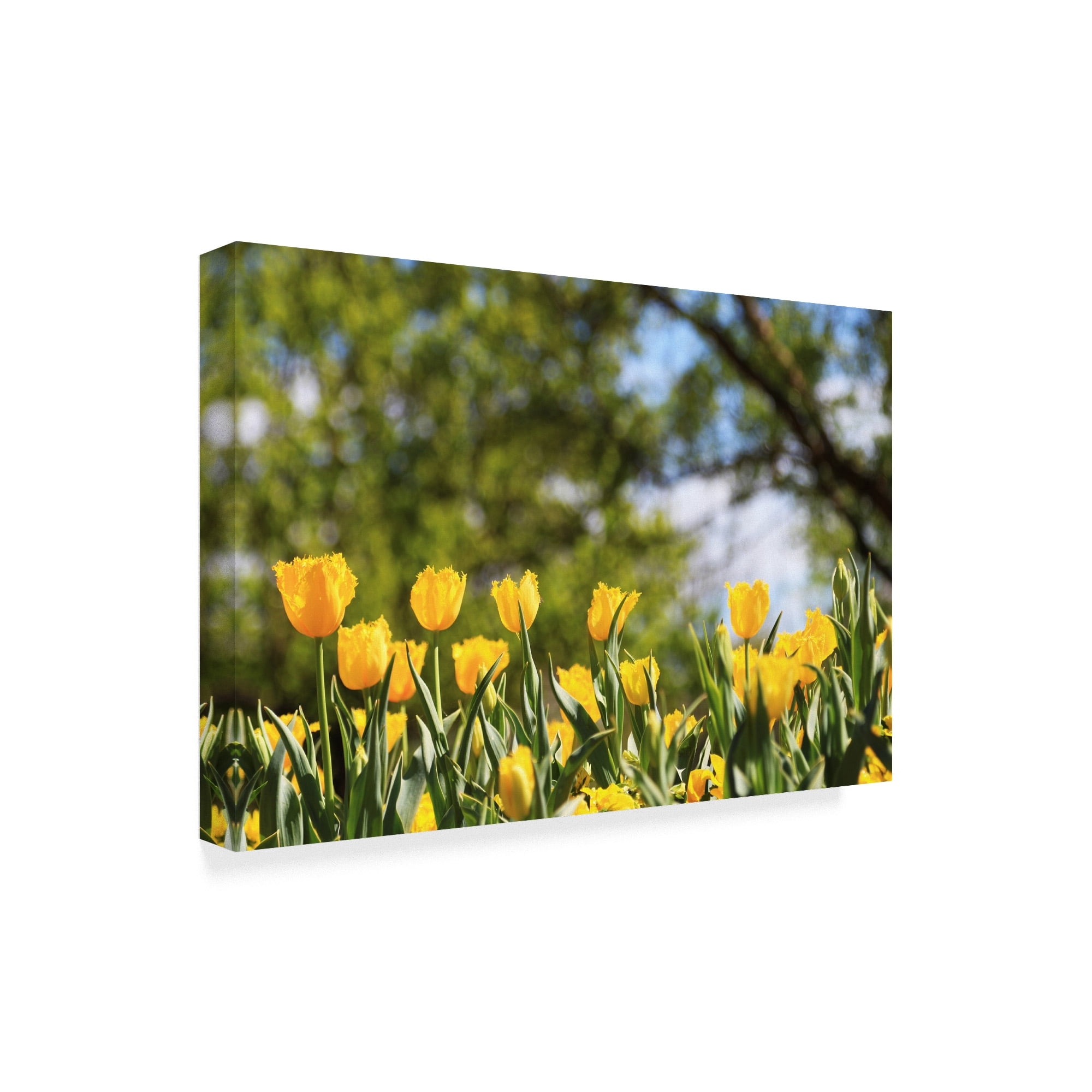 Trademark Fine Art 'Yellow Tulips' Canvas Art by Incredi