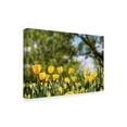 thumbnail image 2 of Trademark Fine Art 'Yellow Tulips' Canvas Art by Incredi, 2 of 2