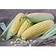 thumbnail image 3 of Honey Select Hybrid Corn Seeds, 3 of 3