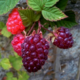 thumbnail image 2 of Set 2 Glencoe Thornless Raspberry Plants Live, Raspberry Trees Live Plants, Raspberry Seedlings, 5-9 Inc, Raspberry Fruits Trees, 2 of 5