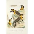 thumbnail image 2 of Alfred Malherbe 13x18 Gold Ornate Wood Frame and Double Matted Museum Art Print Titled - Monograph of Picidae Pl37 (1861-1862), 2 of 4
