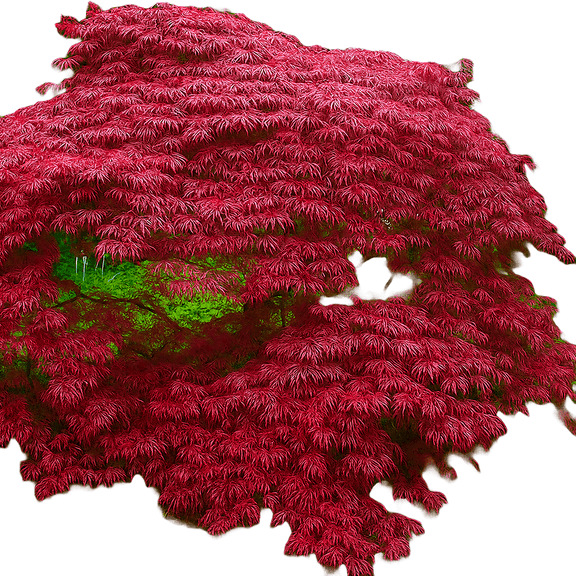 Crimson Queen Japanese Maple Live Trees, Ornamental Tree with Deep Red Foliage