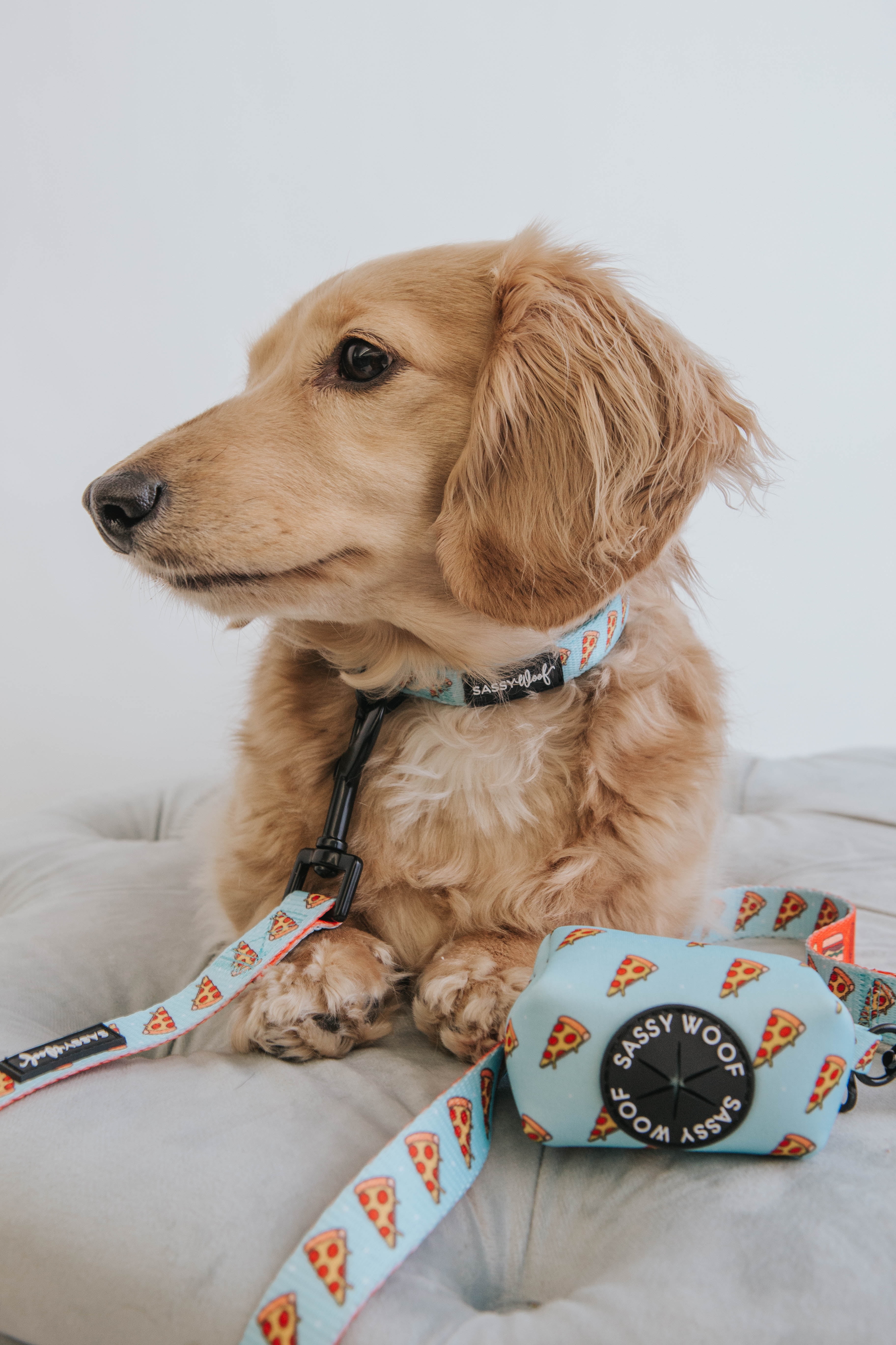 One Hot Pupperoni Dog Adjustable Collar - Medium