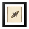 thumbnail image 2 of Nicolaas Struyk 20x22 Black Modern Framed Museum Art Print Titled - A Moth (Early 18th-Mid 18th Century), 2 of 5