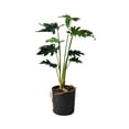 thumbnail image 2 of Serene Spaces Living Artificial Xanadu Philodendron in Pot, 17" Tall, Green, 2 of 7