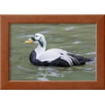 thumbnail image 2 of Common Eider, Framed Art Print Wall Art by abzerit Sold by Art.Com, 2 of 5