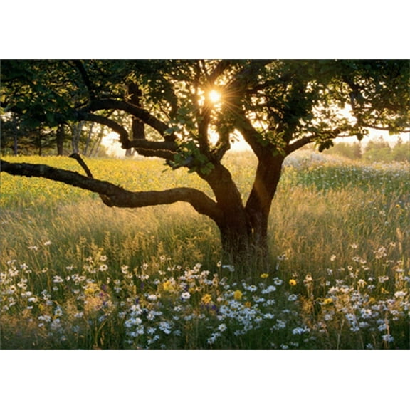 Avanti Press Sunrise : Tree In Field Of Daisies Sympathy Card