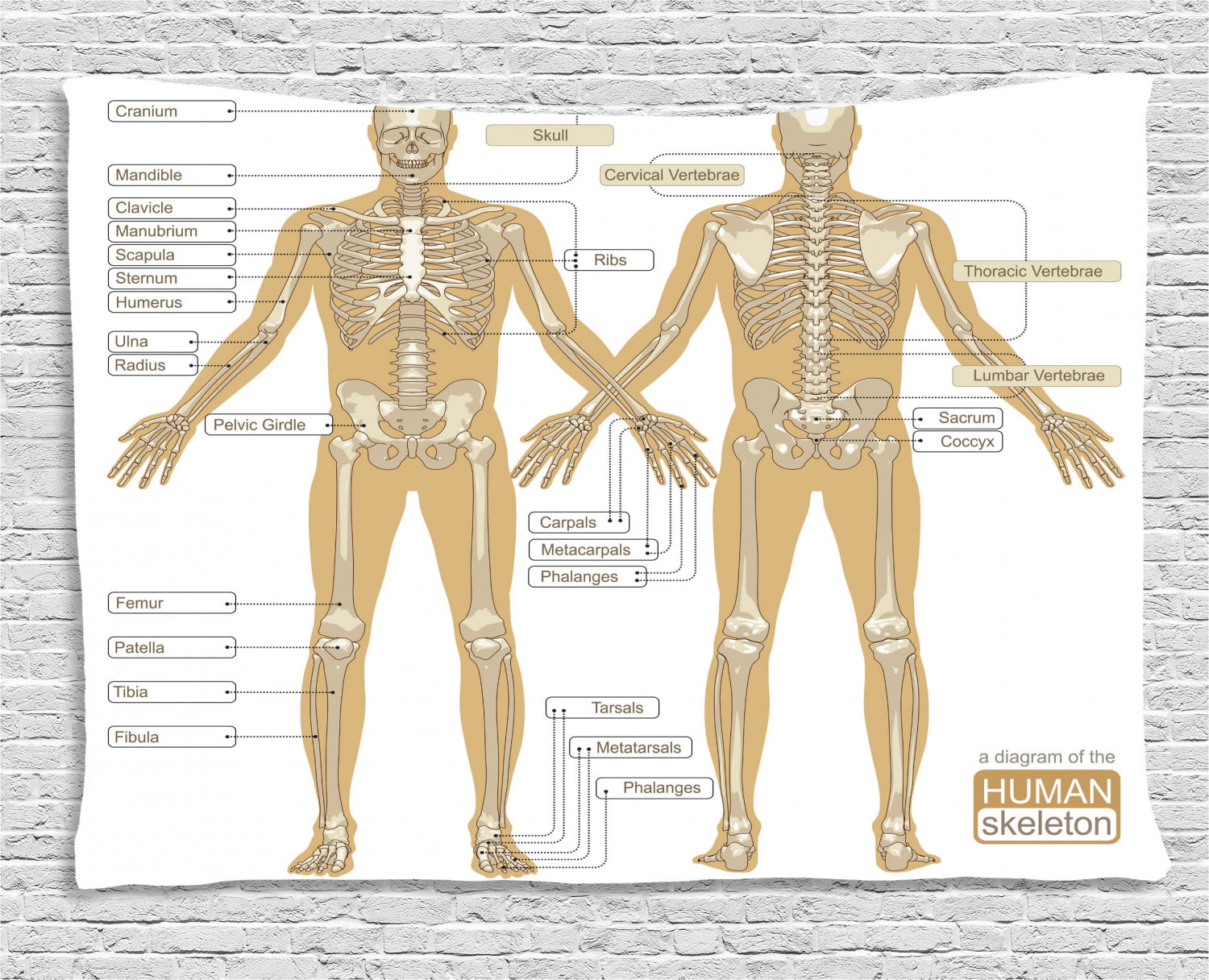Human Anatomy Tapestry, Diagram of Human Skeleton System with Titled ...