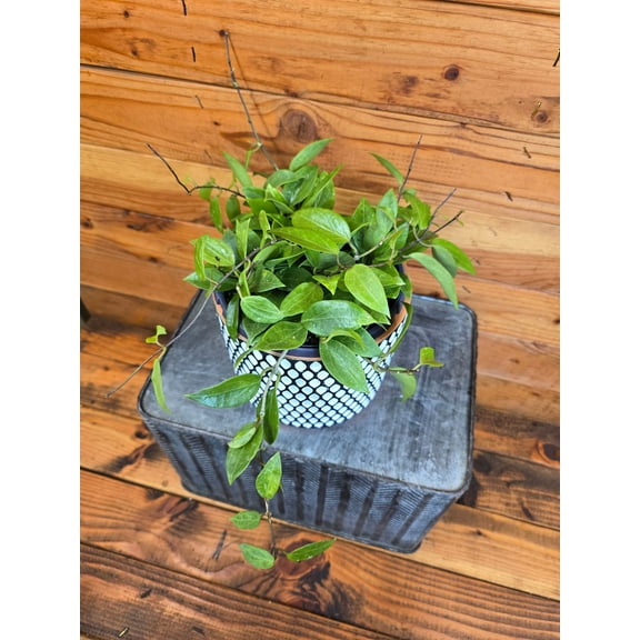Hoya Limoniaca, 6" Plant, The Plant Farm