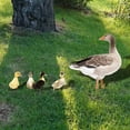 thumbnail image 4 of 5 Pack Vivid Duck Yard Art Sign Outdoor Garden Stake Landscape Decor Ornament, 4 of 6