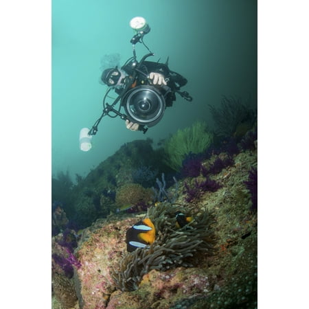 Underwater photographer capturing the picture of a black and orange clownfish in its anemone Dibba Oman Poster