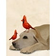 thumbnail image 2 of Fab Funky 20x24 White Modern Wood Framed Museum Art Print Titled - Labrador with Red Birds, 2 of 4