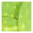 thumbnail image 4 of Nopal Cambray empacado por kilo, 4 of 6