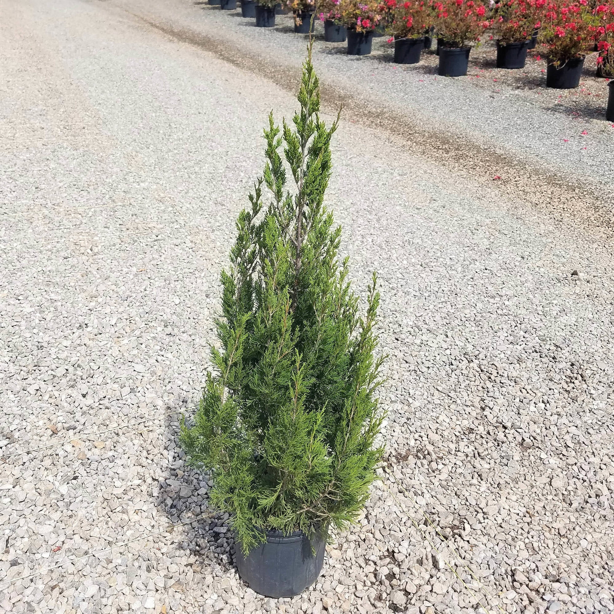 Spartan Juniper 20.20 Gallon Fast Growing Evergreen Tree with ...