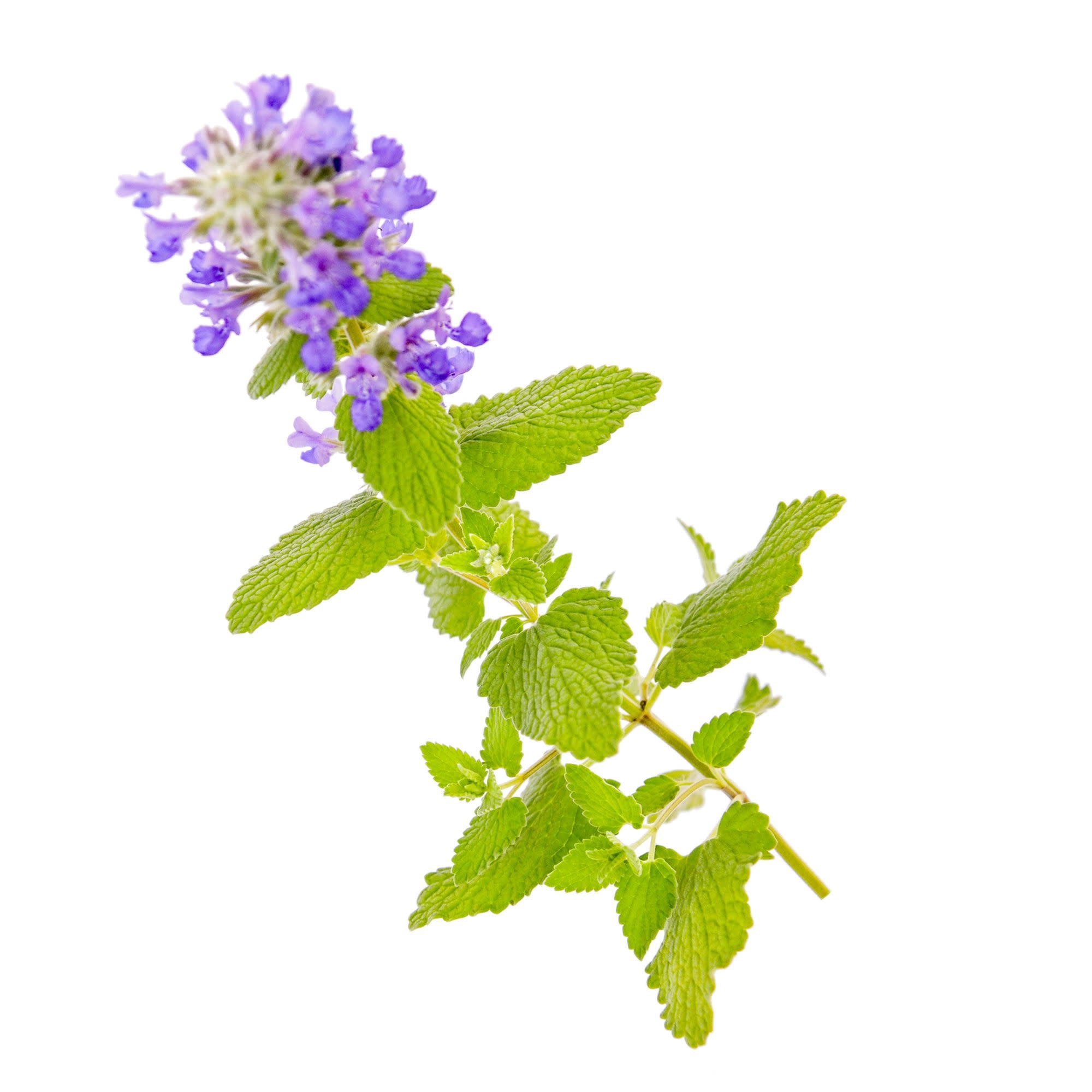 Proven Winners 5" Blue 'Lemon Purrfection' Catmint Live Plant in 4.5" Pot (4 Count)
