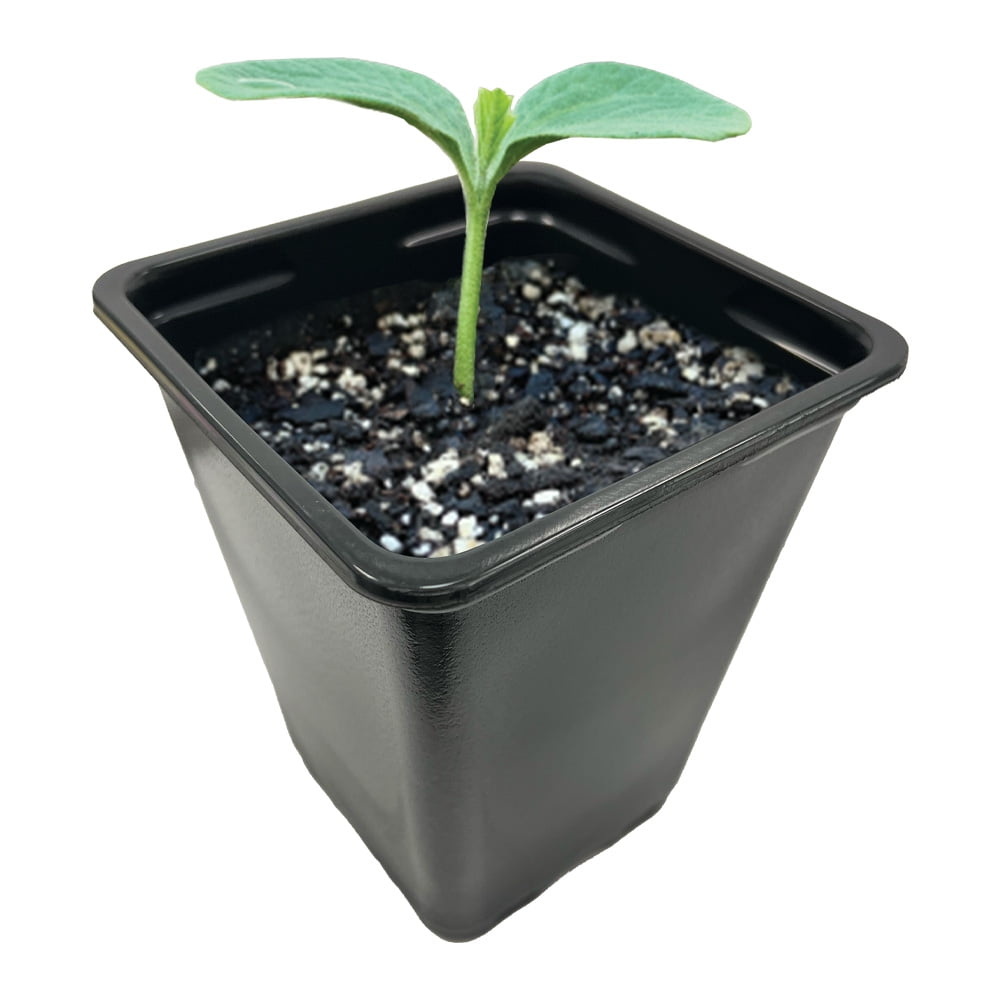 Ferry-Morse Plastic Seedling Pots, 2 Qt. (8 Count)