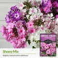 thumbnail image 5 of 2 packs Mixed Annual Phlox Seeds - Full Sun Heirloom Flower, 5 of 5