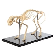 Anatomy Lab Feline Skeleton Model - Fixed Articulation on Base