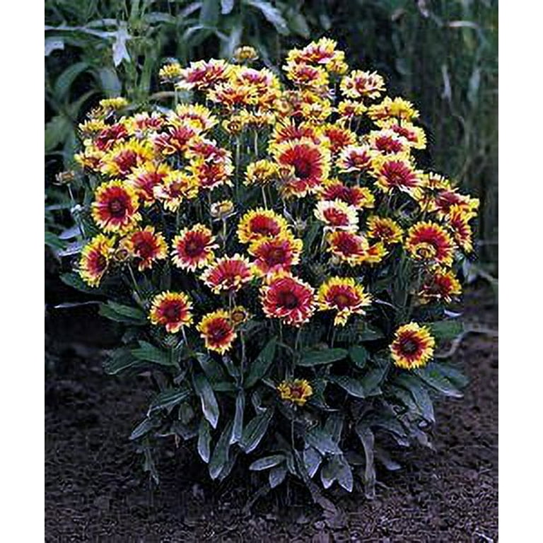 Goblin Blanket Flower Gaillardia Live Plant Quart Pot Walmart