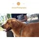 thumbnail image 4 of Collar De Gargantilla Para Perros, Collar Martingale, Cadena, 4 of 7