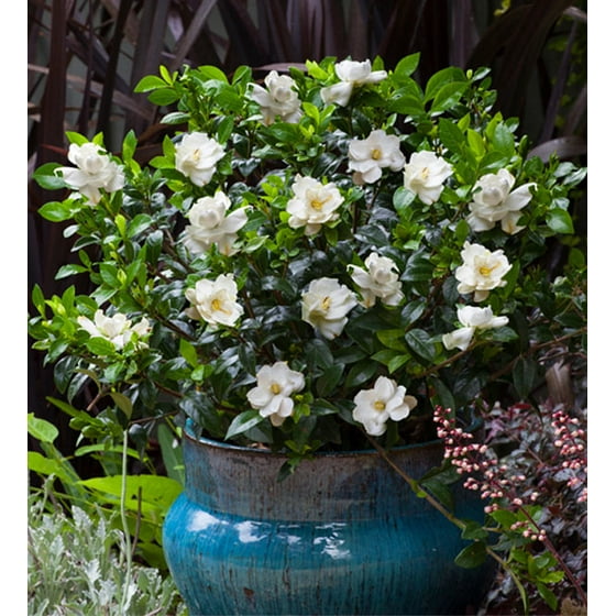 Jubilation Gardenia White Fragrant Flowers Evergreen Shrub
