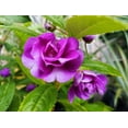 thumbnail image 4 of 100 Mixed Colors DOUBLE CAMELLIA IMPATIENS (Balsam / Lady Slipper / Touch Me Not) Impatiens Balsamina Flower Seeds, 4 of 11