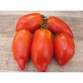 thumbnail image 2 of Poivre de Tomate Sans Ogm, 2 of 5