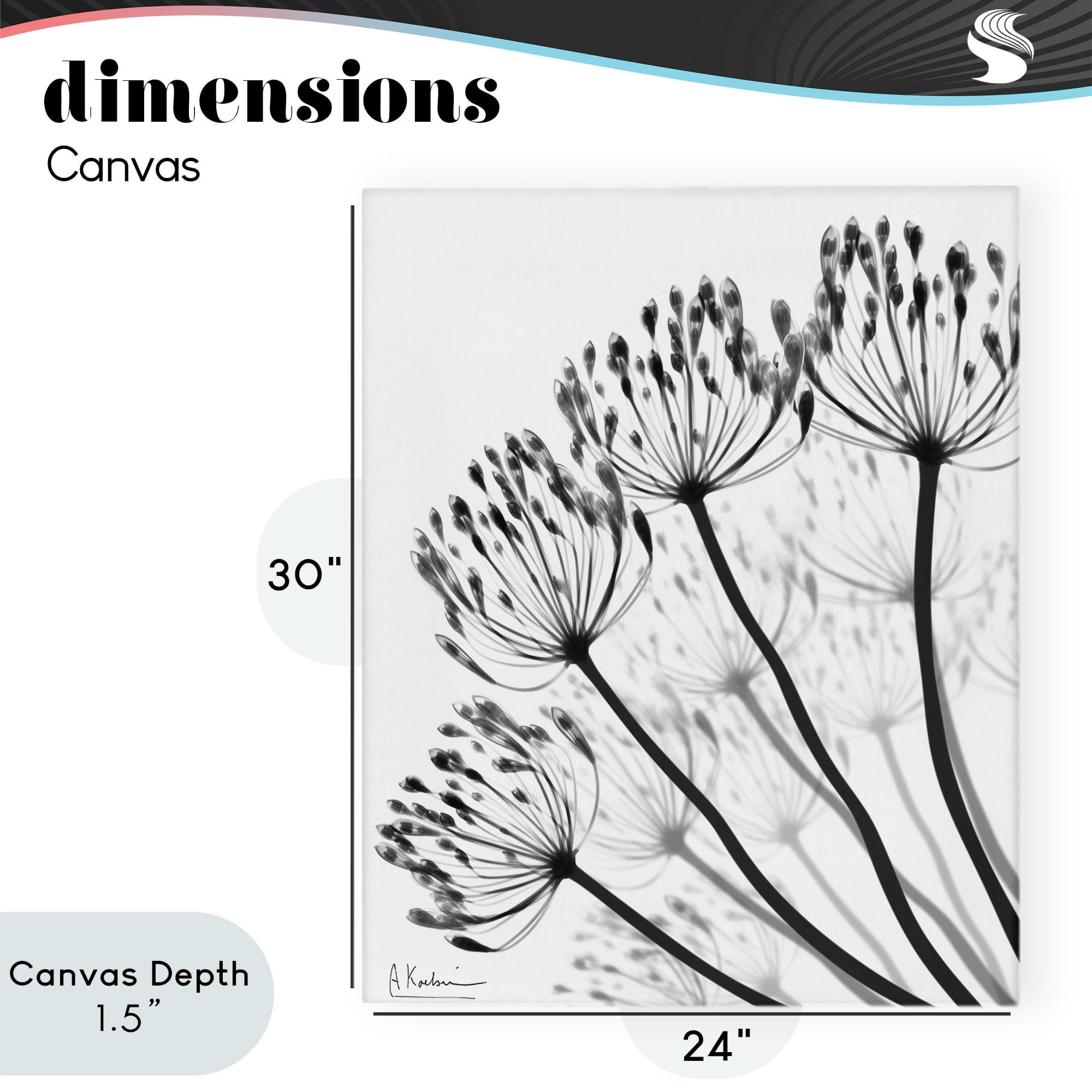 Stupell Industries Floral Fan Dandelions Canvas Wall Art, design by Albert Koetsier