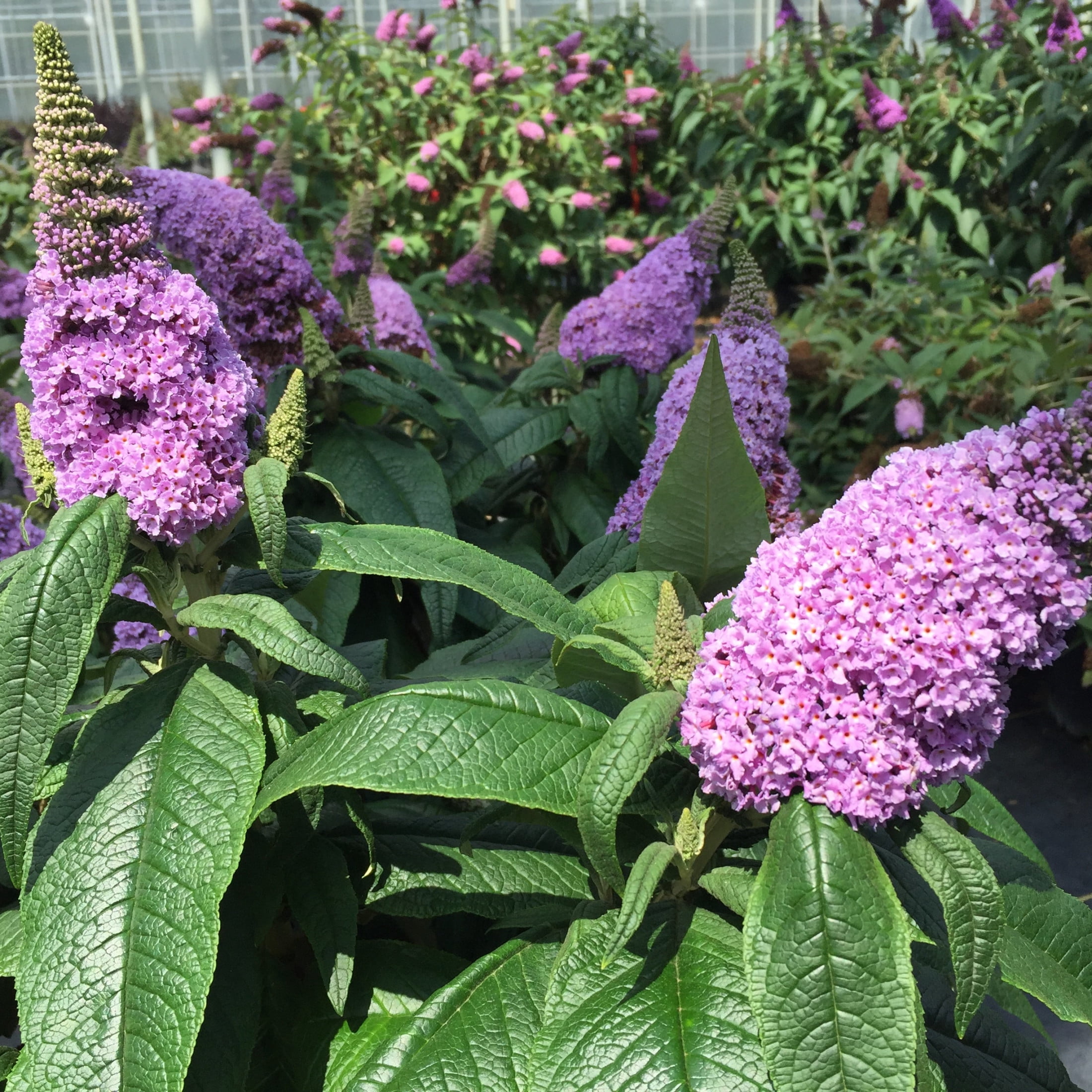 Proven Winners ColorChoice 5" Purple Pugster Amethyst Butterfly Bush Live Plant in 4.5" Pot (4 Count)