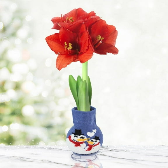 Frosty and Friends Sweater Amaryllis Flower Bulb with Stand, No Water Needed, Gift Ready