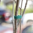 thumbnail image 4 of 1 Roll Plant Rope Reusable Strong Grip Nylon Green Ribbon Vinyl Staking Twist Tie for Gardening, 4 of 7