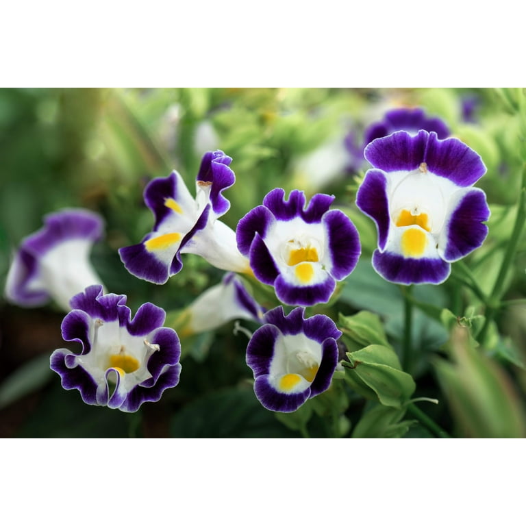 Seedville 10 Shade Mixed Colors Wishbone Flower Seeds - Walmart.com
