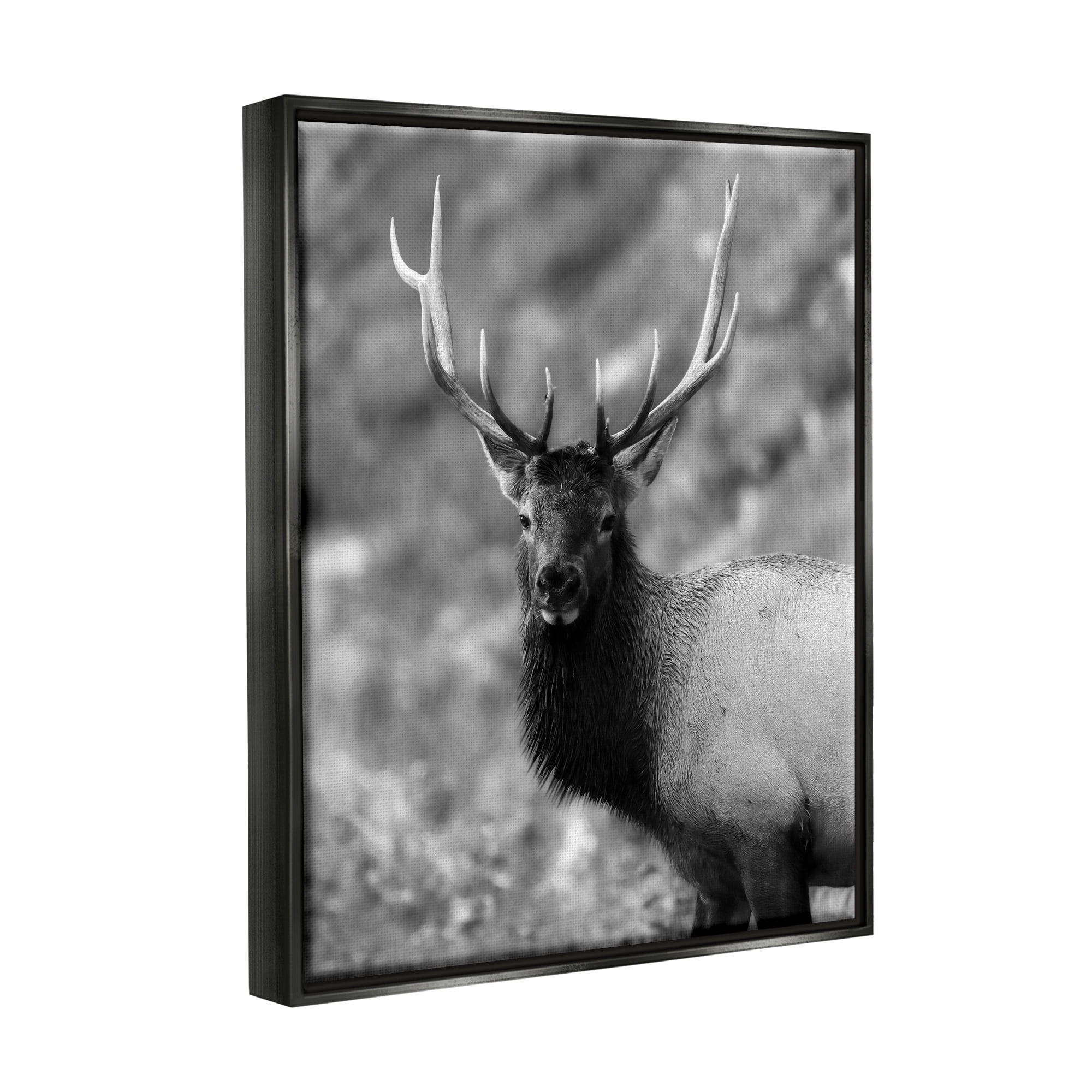 Stupell Industries Grey Elk Photography Animals & Insects Photography Black Floater Framed Canvas Art Print Wall Art, 17 x 21