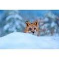 thumbnail image 3 of Fitzharris, Tim 14x11 Black Modern Framed Museum Art Print Titled - Red Fox in Snow, 3 of 5